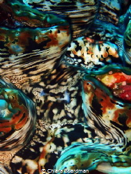 Macro photo - Close up of a giant clam, I was drawn to th... by Chiara Boardman 